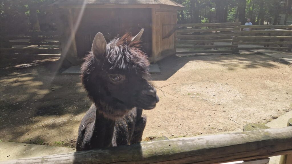 522975108 1247090343878111 4598311436739797002 N