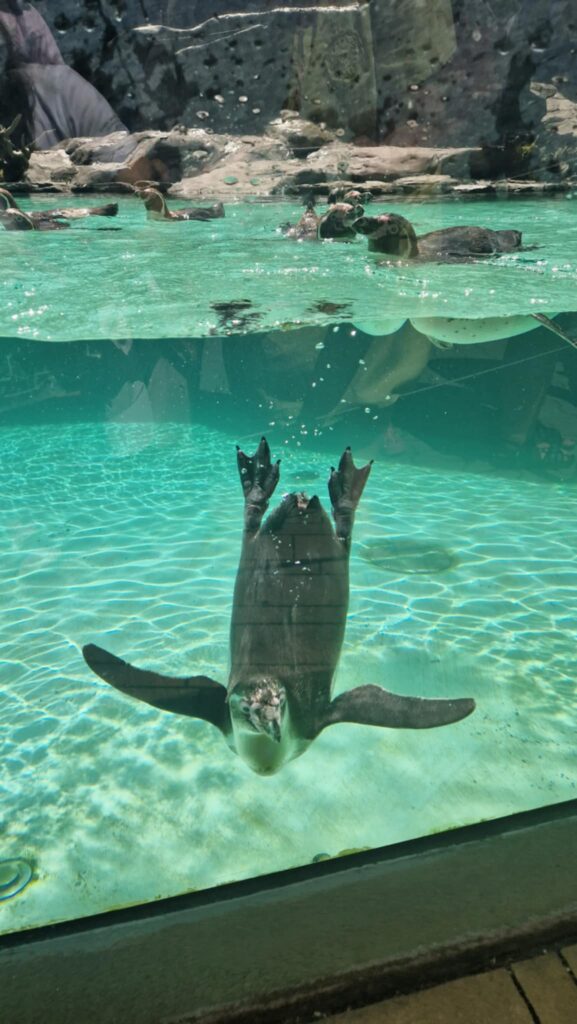 523245288 1247091863877959 197709223956609205 N