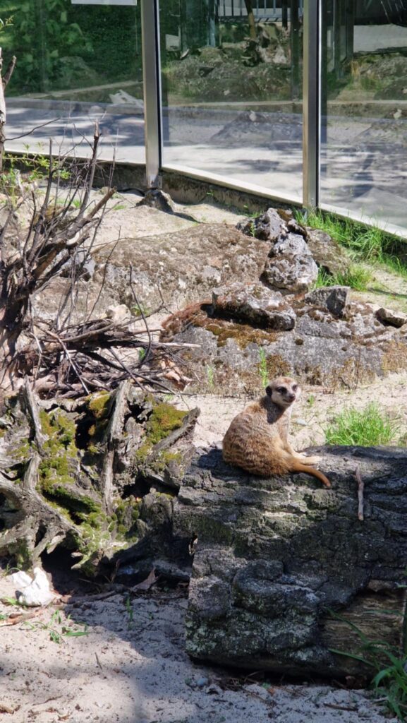 523341978 1247090553878090 2871922584360567766 N