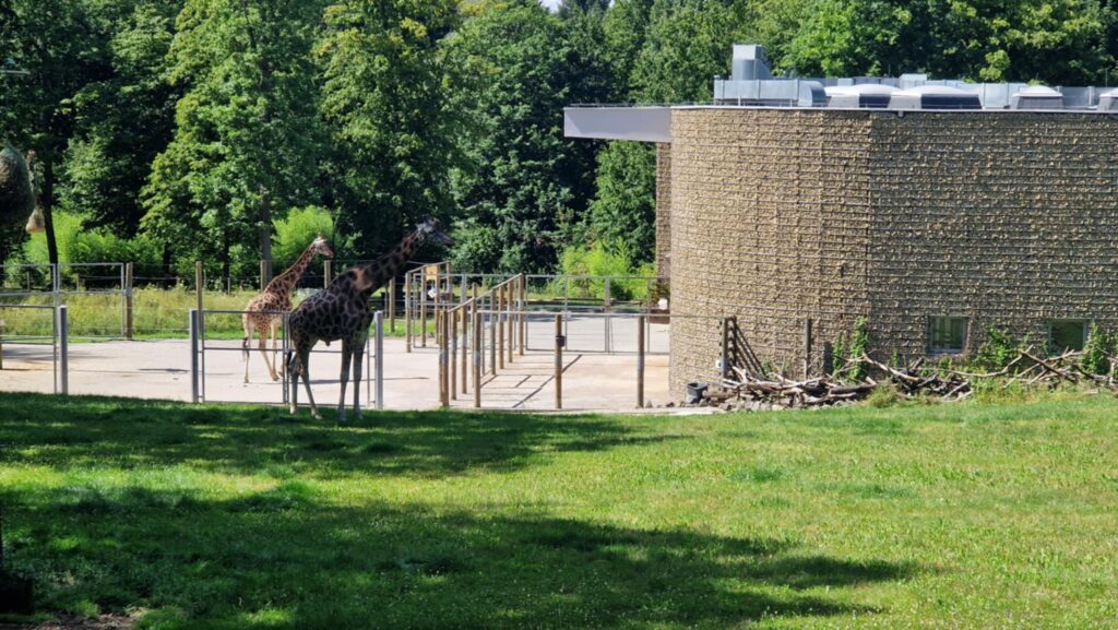 523358506 1247090087211470 6142149850101190675 N