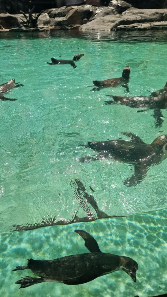 524313392 1247091623877983 6163050870215164552 N